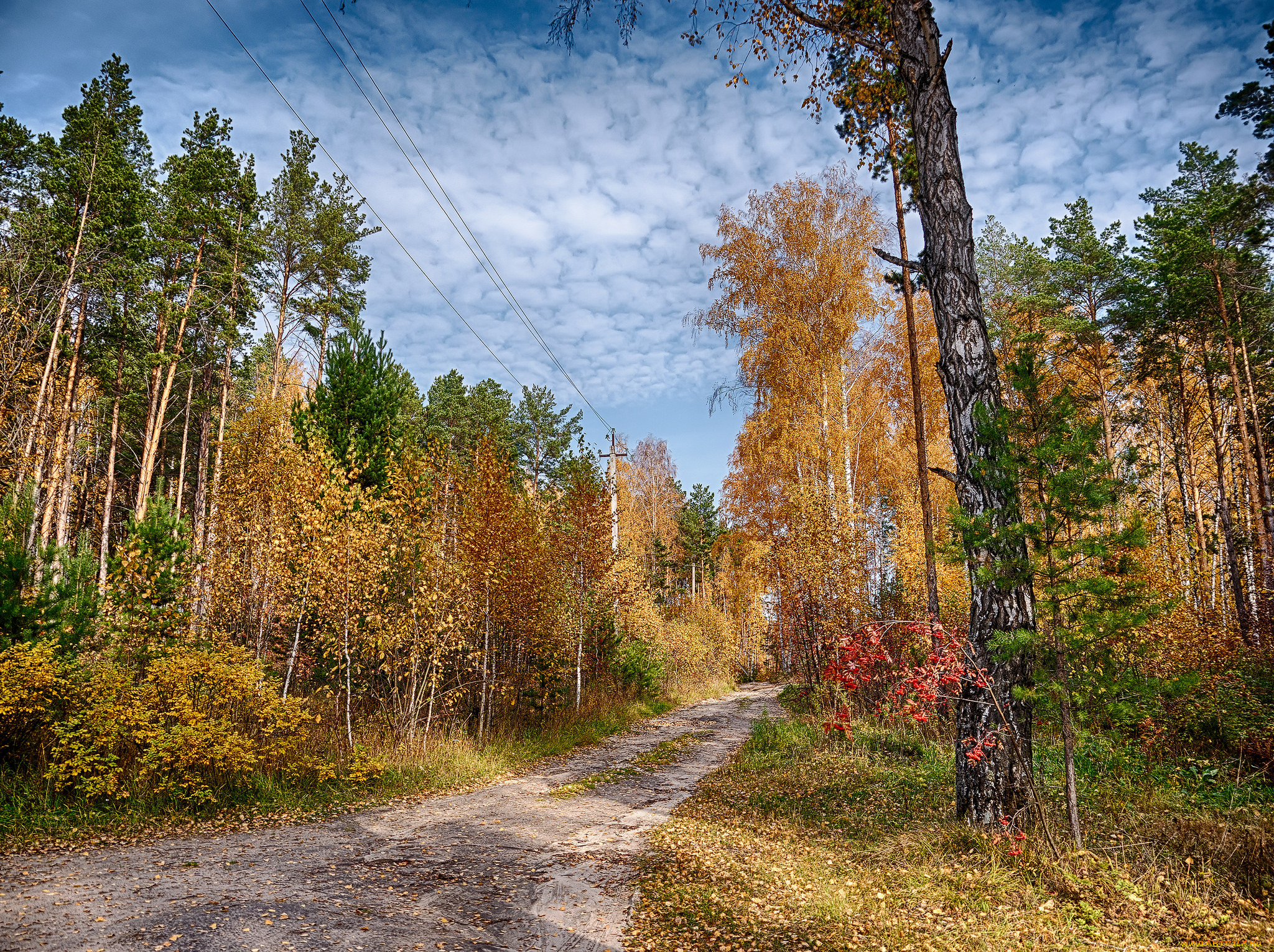 Find photo. Лесной тракт. Осень в Амурской области фото просека.